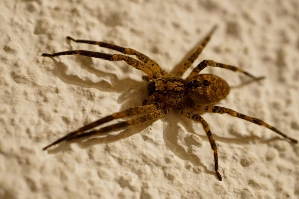 Große braune Winkelspinne an einer Wand im Haus