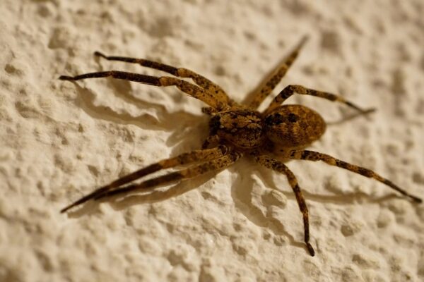 Große braune Winkelspinne an einer Wand im Haus