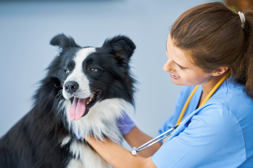 Junge Tierärztin in blauem Kittel untersucht schwarz-weißen Border Collie.