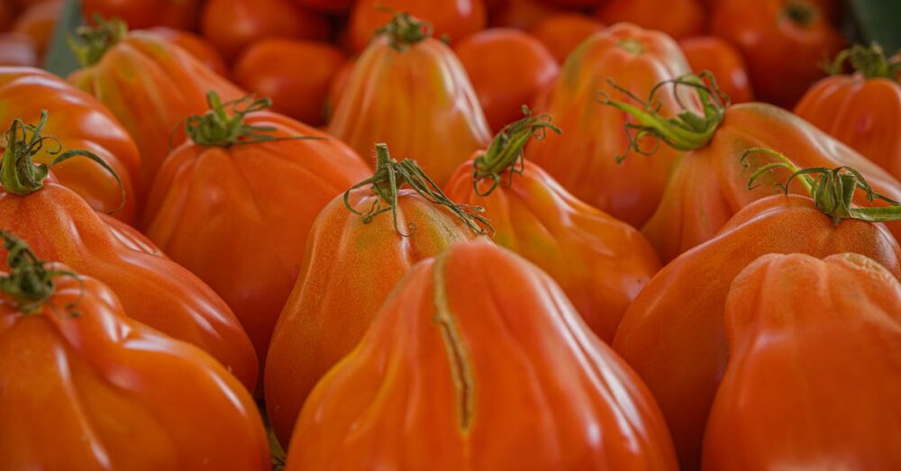 Reife rote Tomaten mit sichtbaren Rissen in der Schale nach starkem Wachstum oder Regen