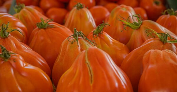 Reife rote Tomaten mit sichtbaren Rissen in der Schale nach starkem Wachstum oder Regen