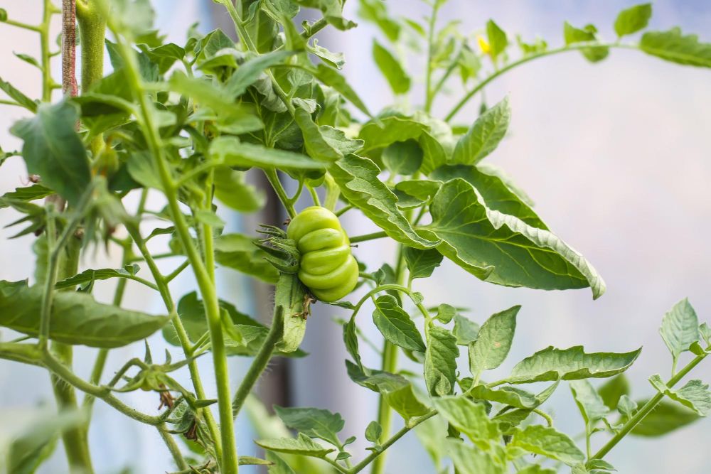 Eingerollte Blätter und verformte grüne Frucht an einer Tomatenpflanze
