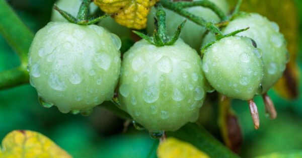 Grüne Tomaten an der Pflanze mit gelb verfärbten Blättern