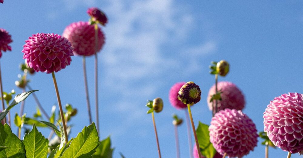 Rosafarbene Dahlienblüten an hohen Stielen vor blauem Himmel