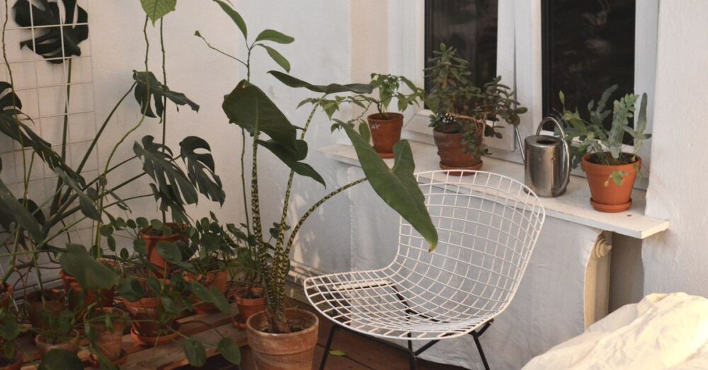 Verschiedene Zimmerpflanzen in Töpfen stehen draußen auf einem Balkon oder einer Terrasse
