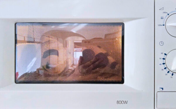 Ein Warmies-Waschbär liegt in der Mikrowelle und wird zum Erwärmen vorbereitet.