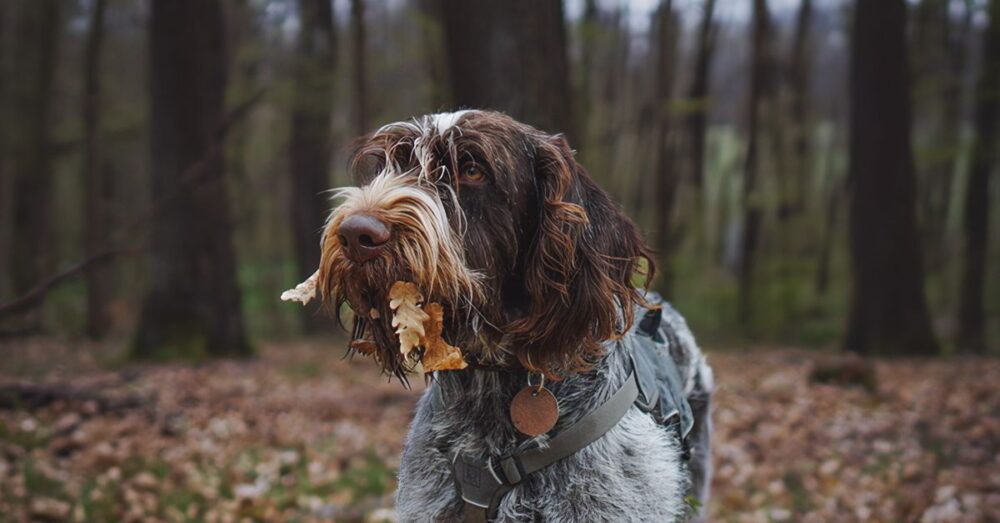 Hund im Wald mit Eichenblättern am Maul