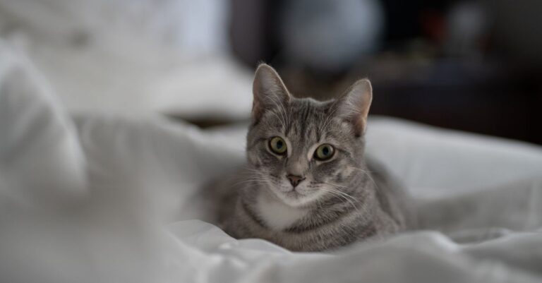 Graue Katze liegt auf einer weißen Bettdecke