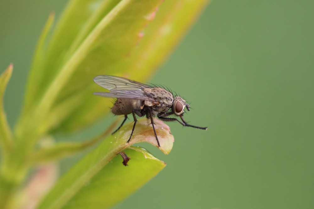 Makroaufnahme einer Fliege, die sich die Beine reibt, auf einer grünen Pflanze.