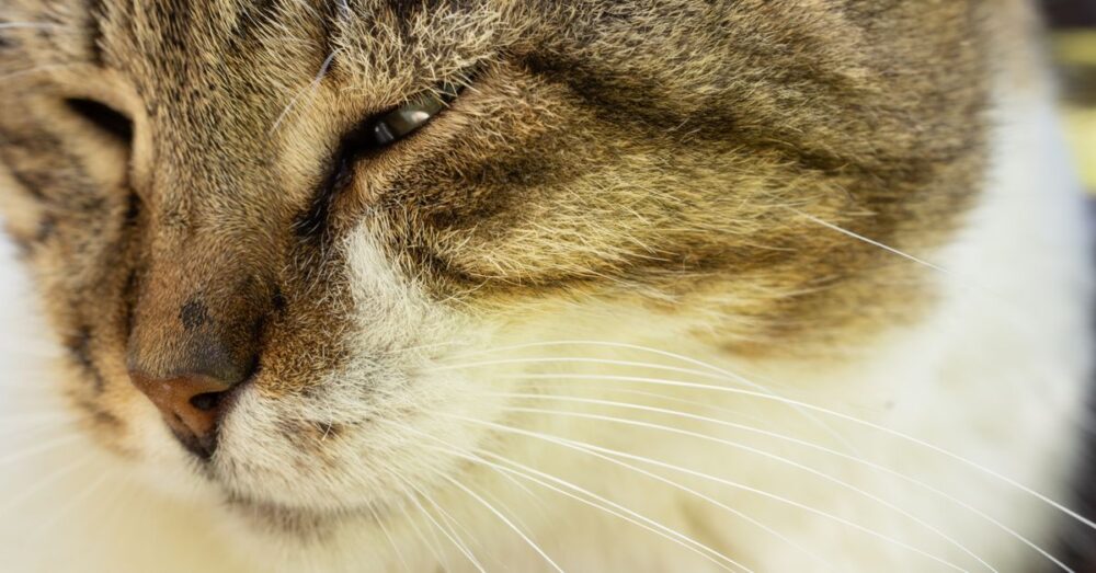 Nahaufnahme einer entspannt liegenden getigerten Katze mit geschlossenen Augen