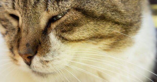 Nahaufnahme einer entspannt liegenden getigerten Katze mit geschlossenen Augen