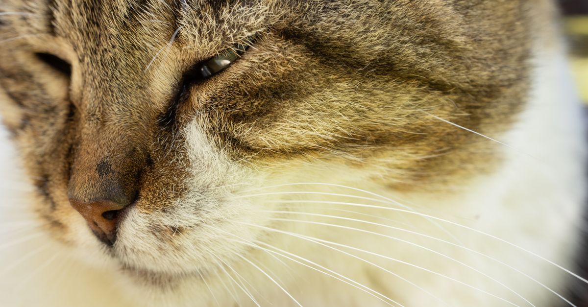 Nahaufnahme einer entspannt liegenden getigerten Katze mit geschlossenen Augen