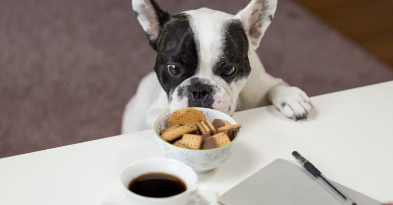 Hund steht vor einer Schüssel mit Schokoladenkeksen auf einem Tisch