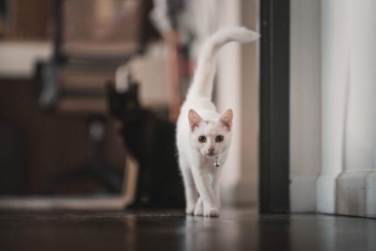 Eine weiße Katze mit Halsband läuft mit erhobenem Schwanz über einen dunklen Holzboden auf die Kamera zu.
