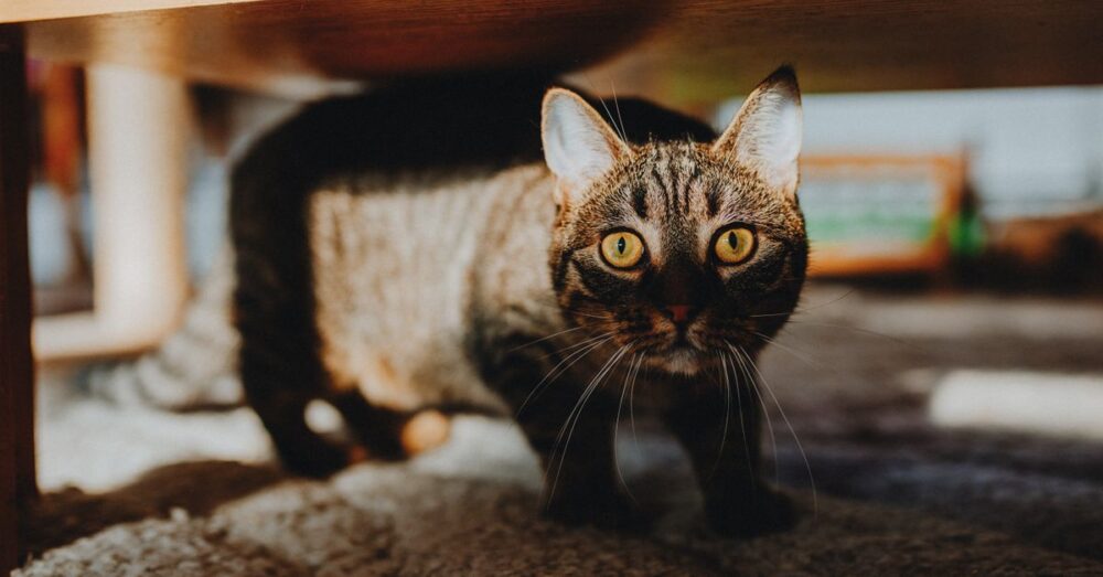 Getigerte Katze versteckt sich unter einem Möbelstück und schaut hervor