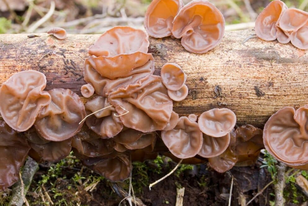 Auf dem Bild sind Mu-Err-Pilze, auch genannte das Judasohr oder Auricularia auricula-judae zu sehen.