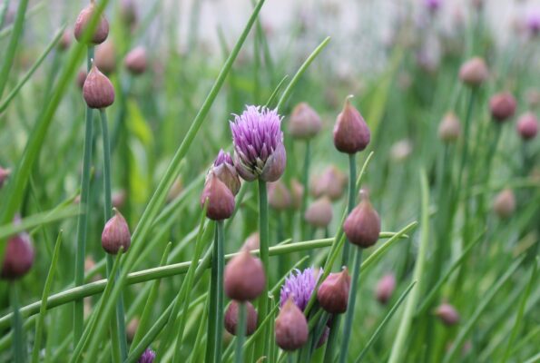 Ein Bündel von Schnittlauchpflanzen mit violetten Blütenknospen und grünen, röhrenförmigen Halmen, die im Garten wachsen.