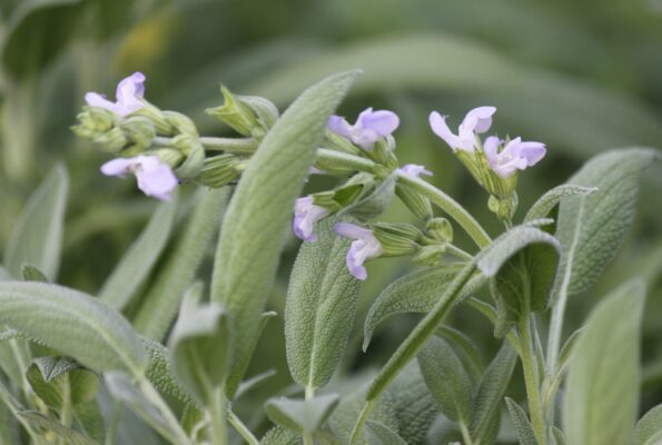 Ein Salbeizweig mit samtigen, grau-grünen Blättern und zarten blau-violetten Blüten, die im Garten wachsen.