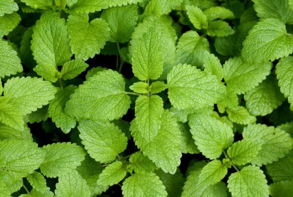 Ein üppiges Bündel Zitronenmelisse mit leuchtend grünen, herzförmigen Blättern, die im Garten wachsen.