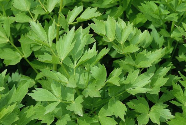 Ein üppiger Strauch von Liebstöckel mit großen, grünen, gezackten Blättern, die im Garten wachsen.