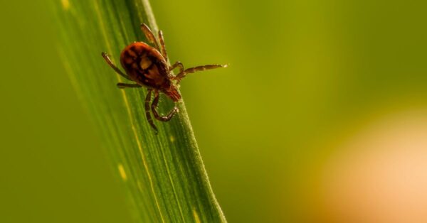 Zecke sitzt auf einem grünen Blatt im Garten