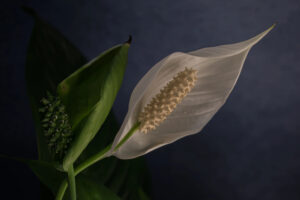 Nahaufnahme eines eleganten, weißen Einblatts (Spathiphyllum) mit seinem charakteristischen Hochblatt und Kolben, umgeben von grünen Blättern vor einem dezent dunklen Hintergrund, ideal für schattige Räume.