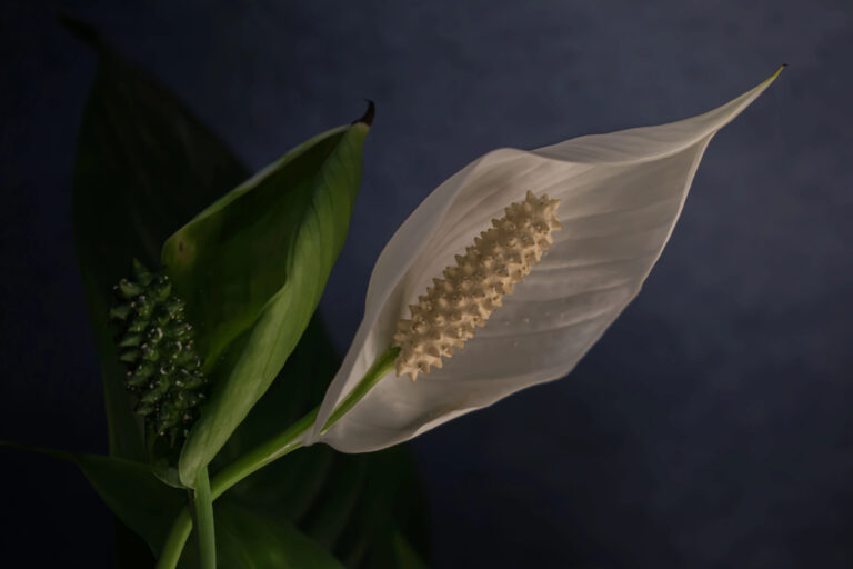 Nahaufnahme eines eleganten, weißen Einblatts (Spathiphyllum) mit seinem charakteristischen Hochblatt und Kolben, umgeben von grünen Blättern vor einem dezent dunklen Hintergrund, ideal für schattige Räume.