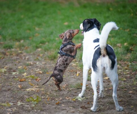 Ein kleiner braun gefleckter Hund steht auf den Hinterbeinen und legt die Vorderpfoten an einen größeren schwarz-weißen Hund.