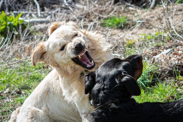 Ein heller, langhaariger Hund steht mit geöffnetem Maul dicht über einem schwarzen Hund im Gras.