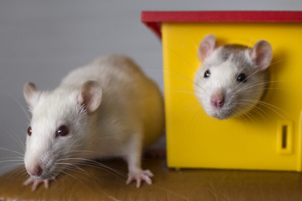Zwei helle Ratten neben einem gelben Häuschen mit rotem Dach, eine steht davor, die andere schaut heraus.