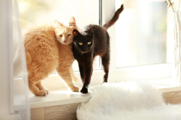 Zweitkatze eingewöhnen: rote und schwarze Katze stehen eng zusammen am Fenster