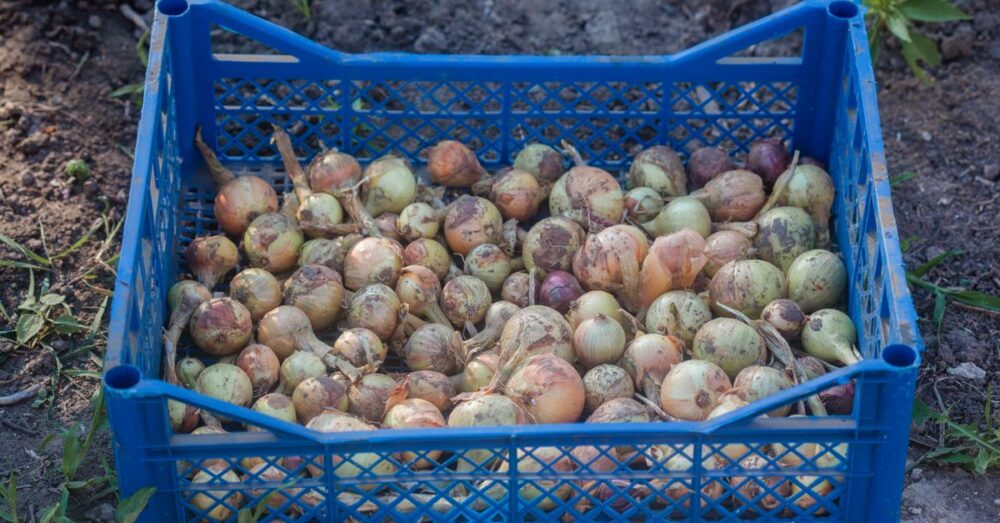 Close-up of a blue crate filled with freshly harvested onions on the ground.